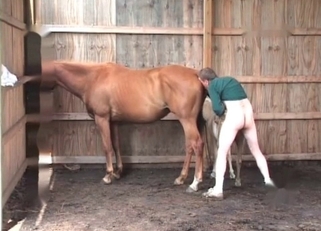 Small white pony nicely fucked in doggy style