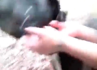 Sexy chick sucks a huge doggy dick