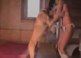 Trained doggy in amazing bestiality XXX action