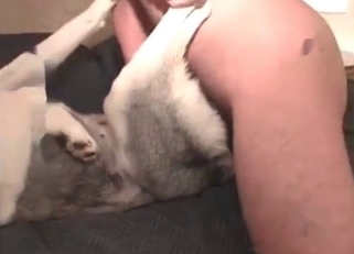 Trained husky is enjoying animal sex