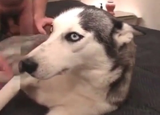 Trained husky is enjoying animal sex
