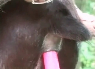 Playing with tight ass of a horse