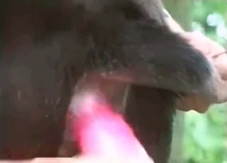 Playing with tight ass of a horse