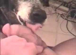 Amazing doggy licks a juicy loaded dick