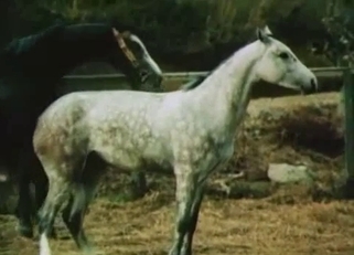 Two horses have amazing outdoor animal porn
