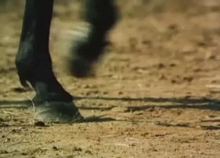 Two horses have amazing outdoor animal porn