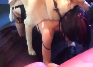 Good trained labrador licked a hot pussy