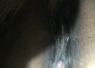 Playing with a nice brown stallion on cam
