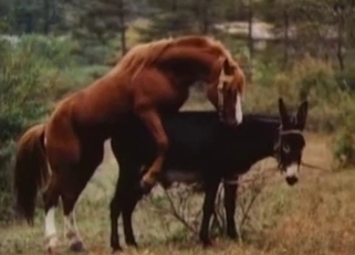 Two amazing stallions have amazing sex