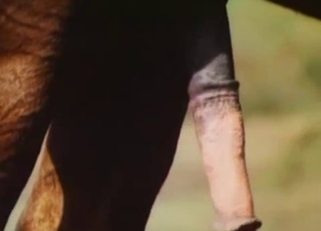 Two amazing stallions have amazing sex