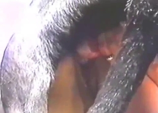 Filthy dog sex action with nice doberman
