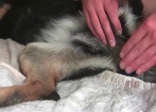 Sticking a huge sex toy in my doggy's tight ass