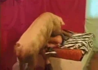 Dog cock is perfect for that pussy