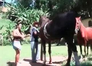 Horses enjoying hardcore sex in the open