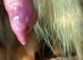 Staring at that perfect animal cock