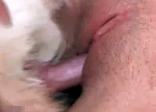White doggy fucked a good and tight cunt