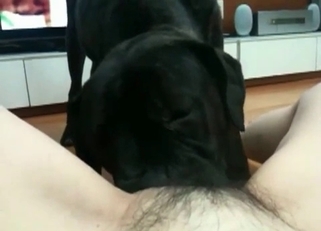 Dark-haired doggy is licking her juicy hole