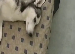 Fucking my white doggy in the missionary pose