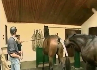 Passionate amateur bestiality sex with horse