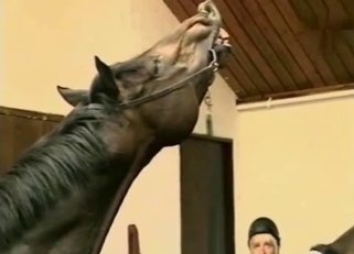 Passionate amateur bestiality sex with horse