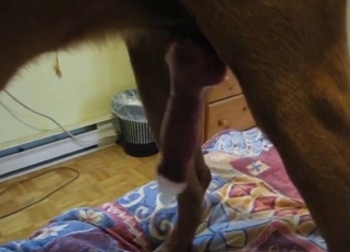 Doggy dick cums a very massive load