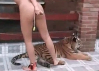 Stunning real tiger in amazing bestiality XXX
