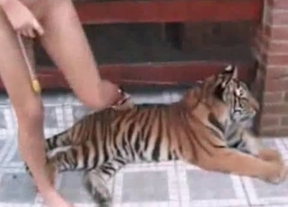 Stunning real tiger in amazing bestiality XXX