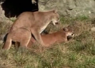 Tigers and lions have sex in the desert