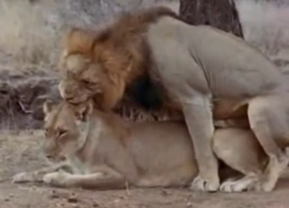 Tigers and lions have sex in the desert