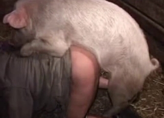 Fat pig pounding a fat-ass zoophile