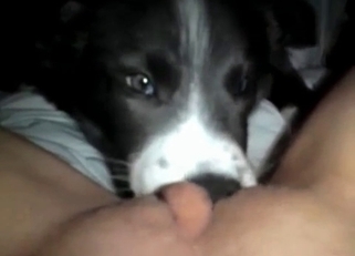 Gorgeous small doggy licking a juicy vagina