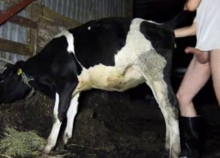 A small young cow got fucked in the doggy style pose