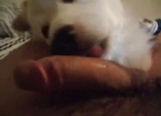 Hung hubby face-fucking a sexy dog