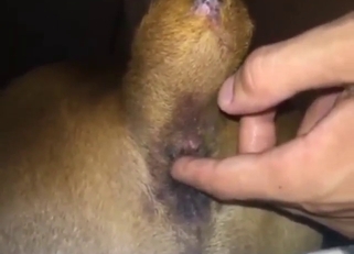 Bestiality sex with a dog with a tail FINGERED