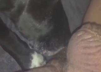 Guy shows what he can do with a dog in POV