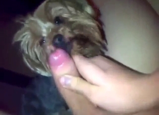 Dude is happy to smash that submissive doggo