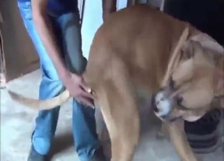 Brown dog with a dangling dick gets a nice HJ
