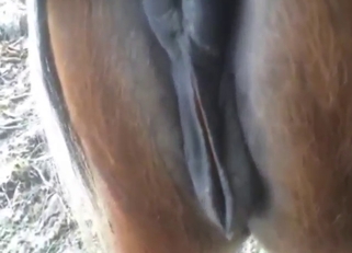 Mare's wet pussy in heat, close-up footage