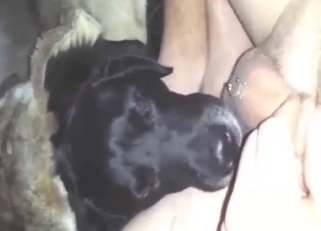Black animal working its ass off for his ass
