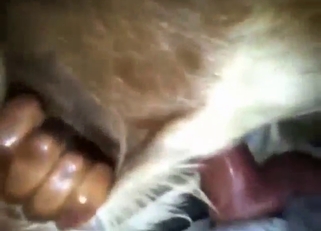 Bestiality porn with guy's cock sliding in and out