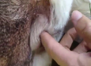 POV zoophile pleasure session with anal fingering