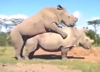 Zoo XXX shot in the nature, rhinos fucking hard