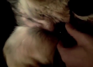 Kinky porn movie shows a guy who dildos dog