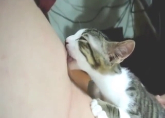 Sensitive nipple sucked by a sexy fucking cat