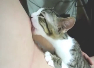 Sensitive nipple sucked by a sexy fucking cat