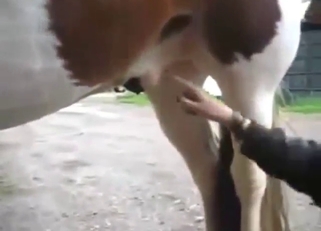 Cleaning horse's nice penis with her hands