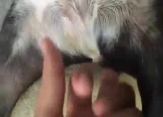 Sex with a good-looking beast in a POV scene