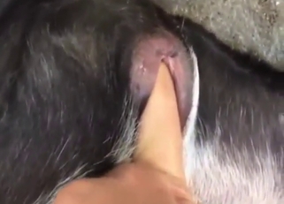Sex with a good-looking beast in a POV scene