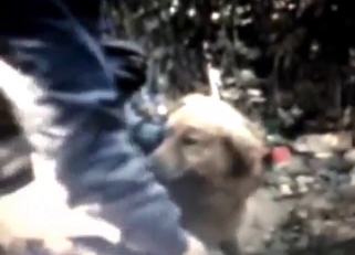 Zoo porn with a white dog licking his dick