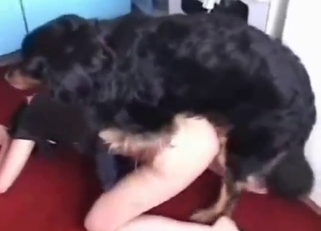 A strong thrusting pattern by this black dog